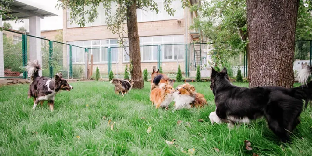 Hunde spielen draußen zusammen auf einer Wiese