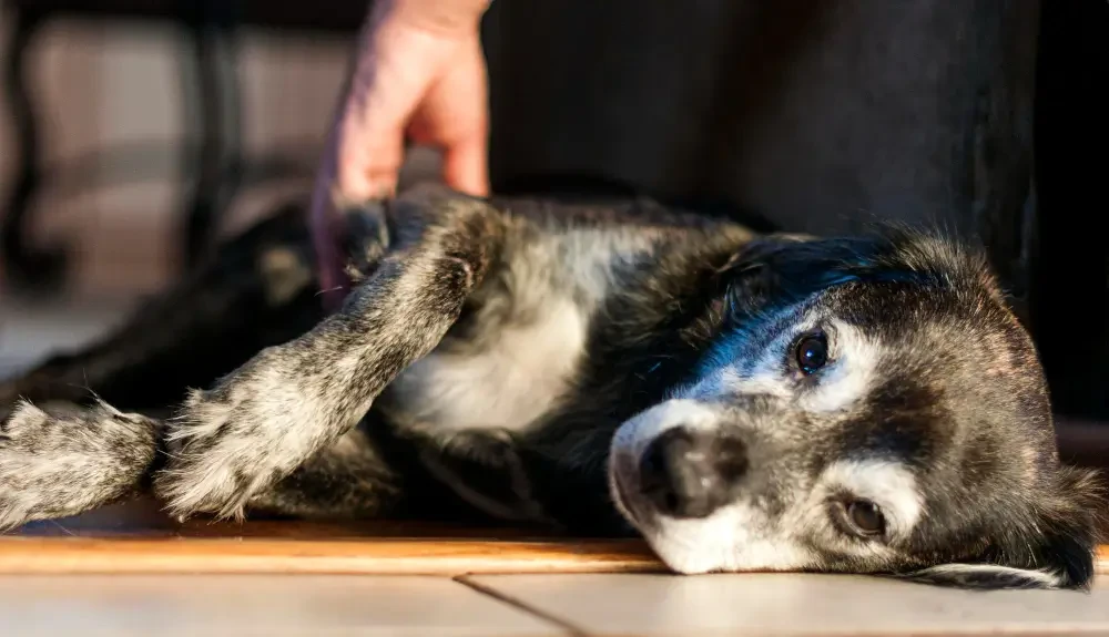 Hund mit Vergiftung liegt auf dem Boden