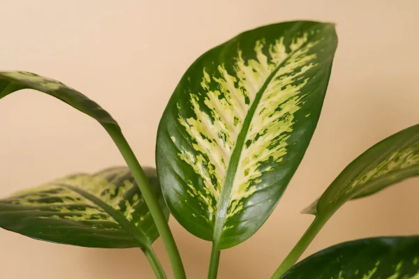 Für Katze giftige Dieffenbachia