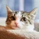 felmo rezension katze christine