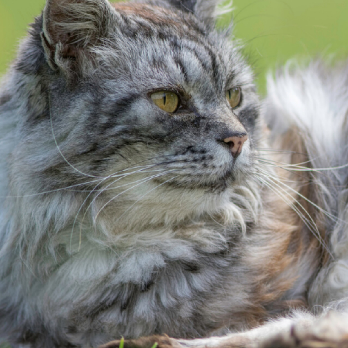 Katze hat Durchfall