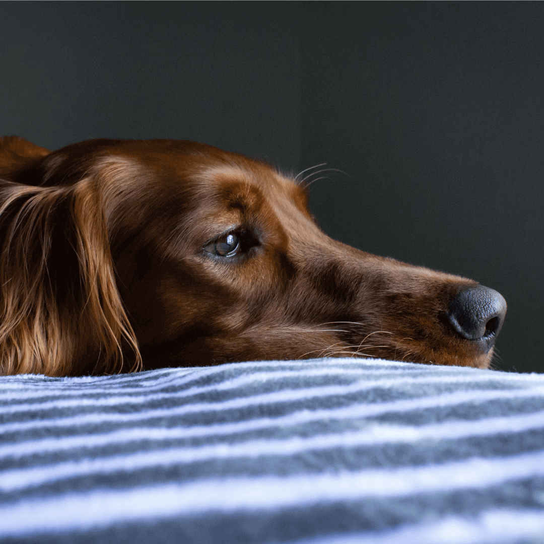 Hund liegt auf einer Decke