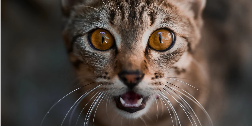 Katze miaut
