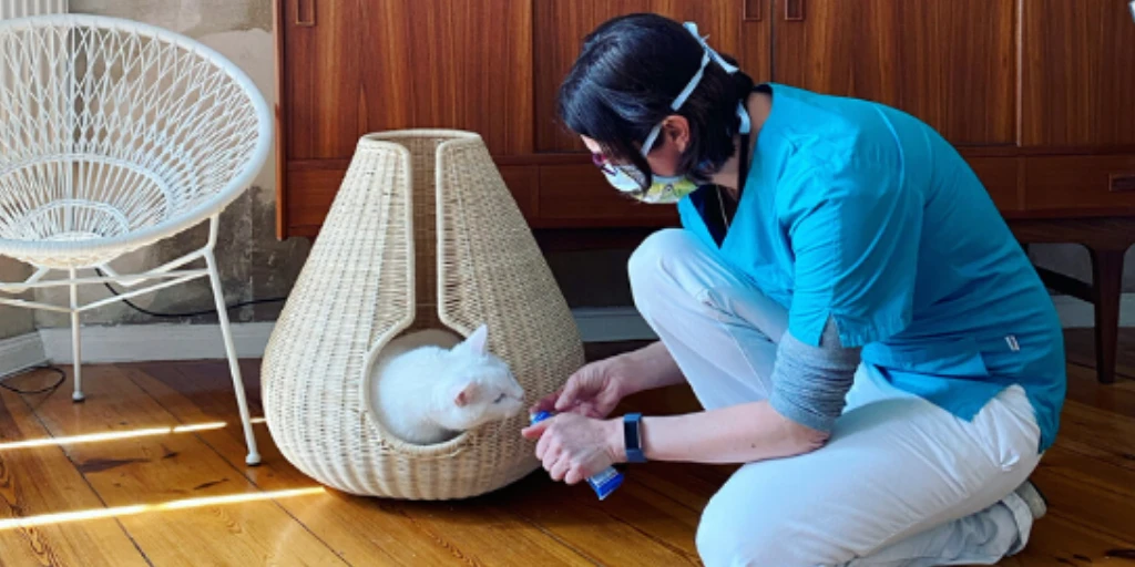 Katze wird gefüttert