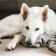felmo Rezension Bonn Hund