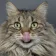 felmo rezension katze monika