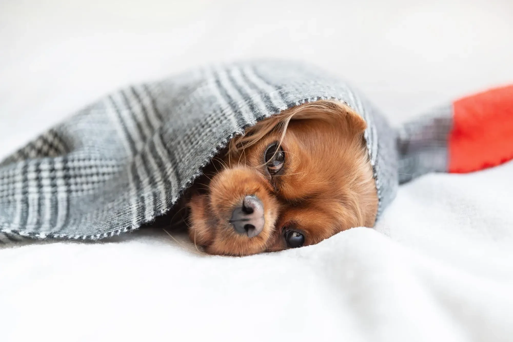 An Niereninsuffizinenz leidender Hund liegt in Decke eingewickelt auf einem Bett