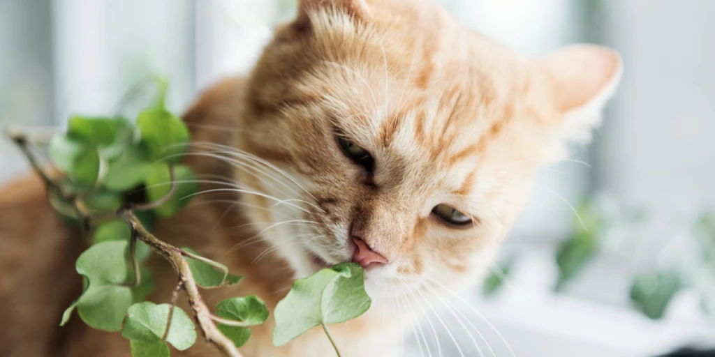 Katzen vor Giftpflanzen schĂŒtzen