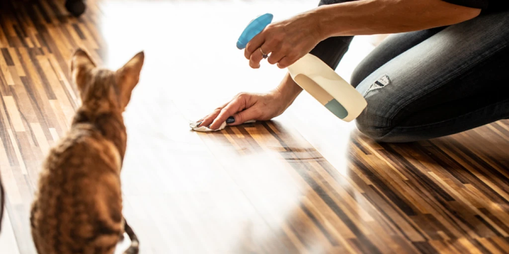 Katzen und Hausputzmittel im Alltag