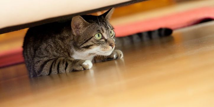 Katze unter dem Bett