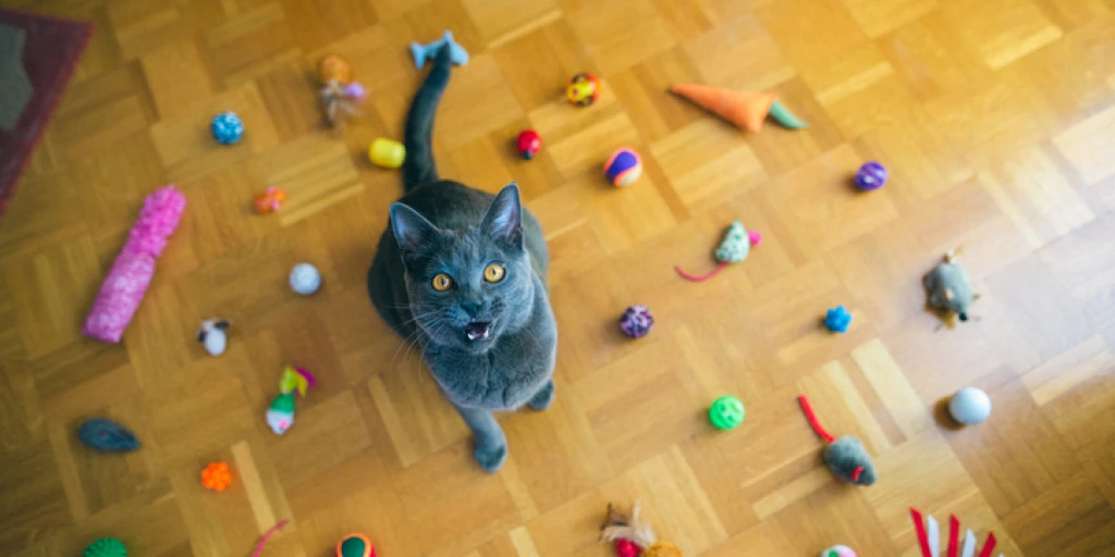 Kleine GegenstĂ€nde auĂer Reichweite von Katzen