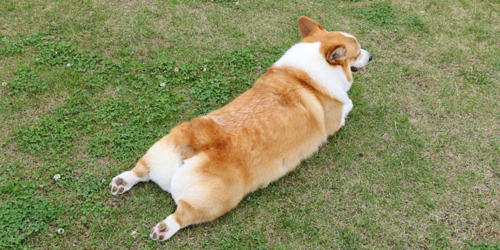 Hund liegt auf dem Bauch im Gras