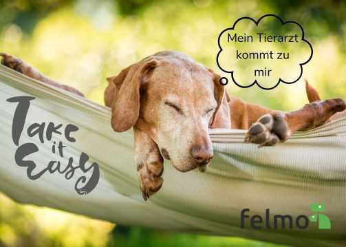 Hund liegt schlafend in einer Hängematte und träumt von felmo. Da sein Tierarzt zu ihm nach hause kommt, ohne Stress.
