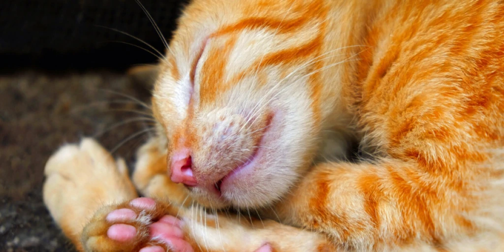 Orangene Katze liegt im sterben