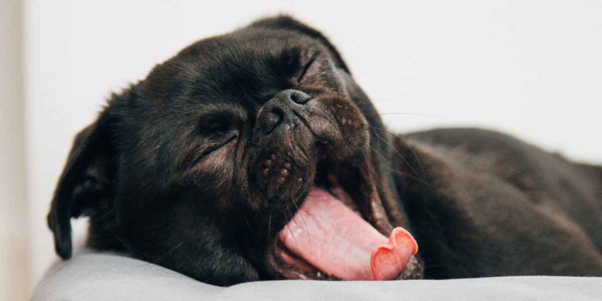 Mops liegt auf dem Sofa und gähnt mit ausgestreckter Zunge