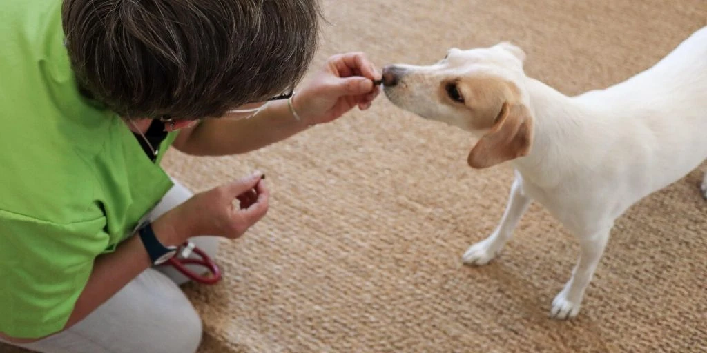 tierarzt-felmo-ratgeber-hund-entwurmung