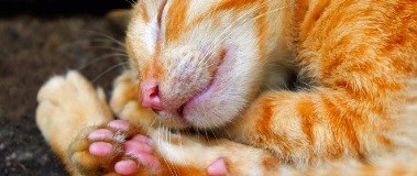 Katze liegt friedlich