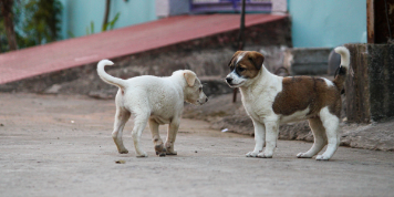Straßenhunde im Tierheim