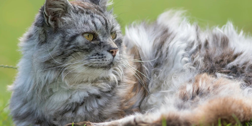 tierarzt-felmo-ratgeber-katze-durchfall