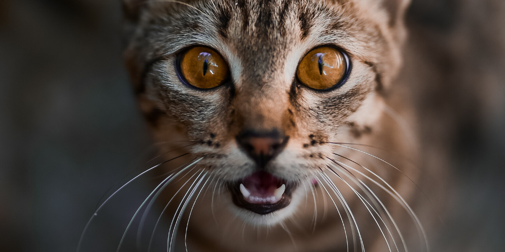 felmo-ratgeber-katze-kastration