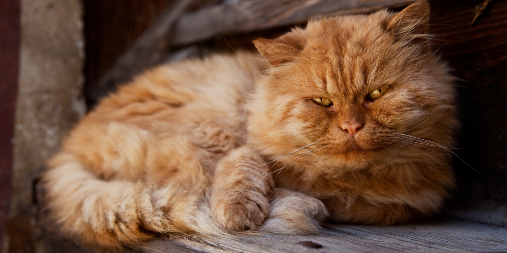 tierarzt-felmo-ratgeber-katze-floehe