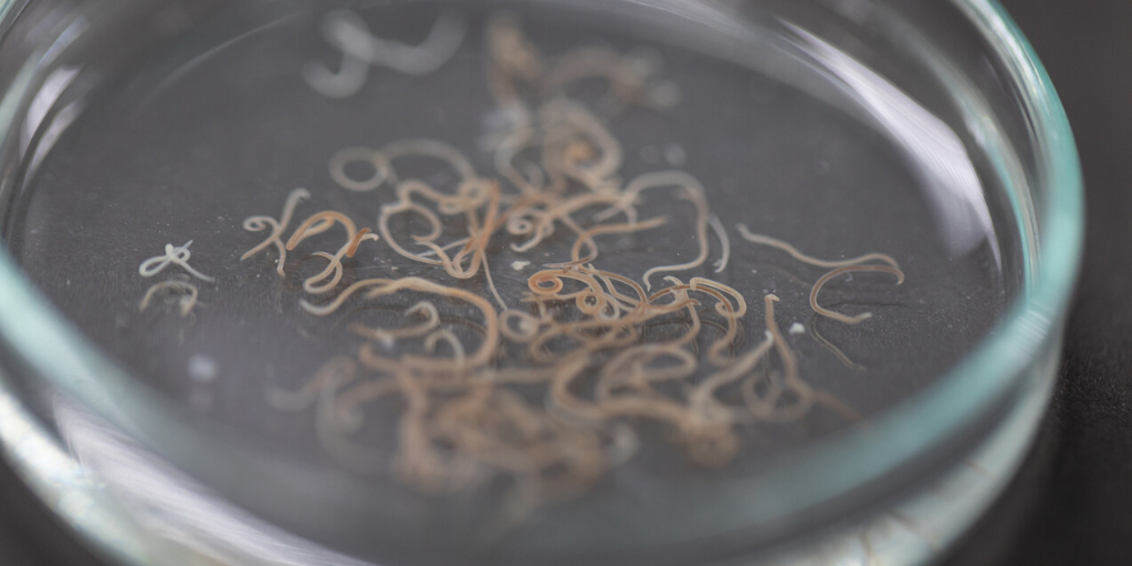 tierarzt-felmo-ratgeber-katzen-wurmbefall