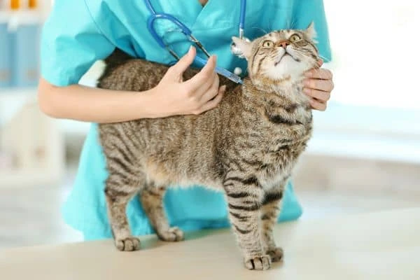 Katze bekommt eine Impfung