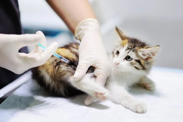 Eine junge gestreifte Katze mit weißem Bauch liegt auf einem Behandlungstisch beim Tierarzt.