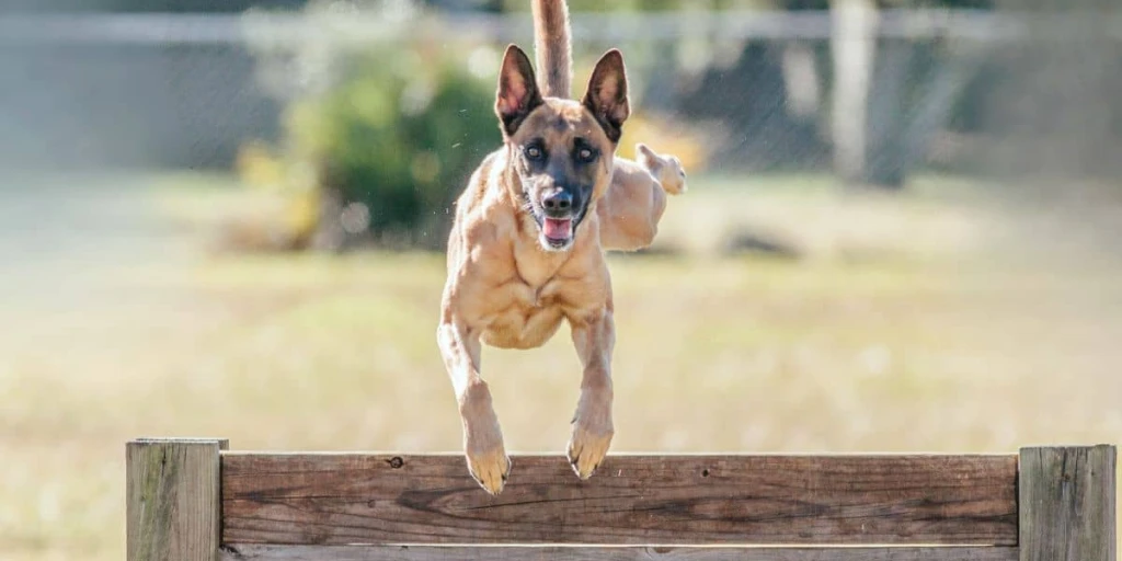 Der wunderschöne und talentierte Malinois überwindet ein Hindernis im Zuge der VPG/IGP Prüfung