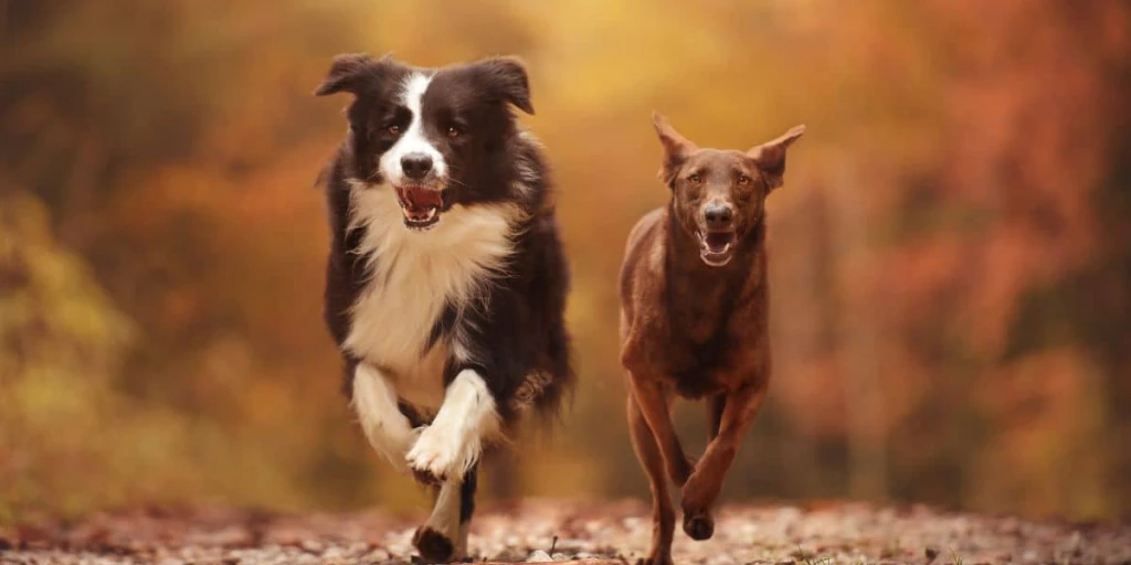 Border Collie und Australian Kelpie beides Hundrassen, rennen auf den Fotografen zu, mitten im Herbstlichen Wald