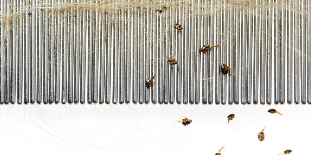 Ungeziefer und Haarentfernung beim Hund