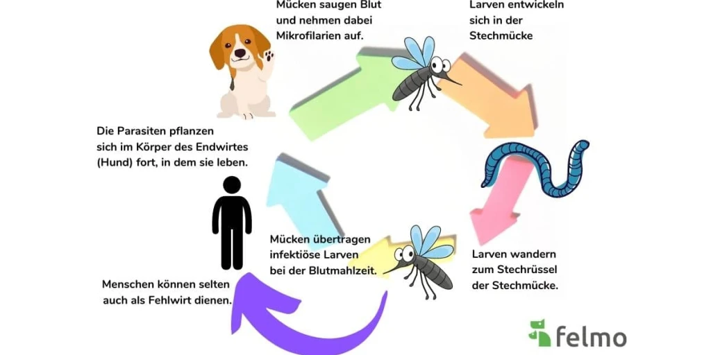 Entwicklungszyklus des Herzwurms von der Mücke in den Hund, der Mensch als Fehlwirt. Die Mücke ist der Überträger dieser Erkrankung.