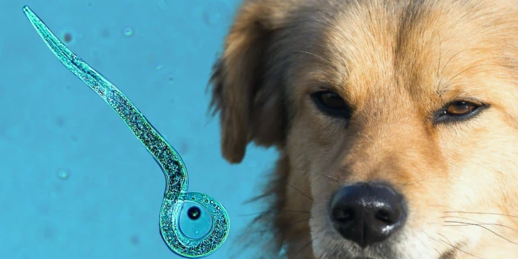 Ein mikroskopisches Bild eines Herzwurms, der um ein Vielfaches vergrößert dargestellt ist, befindet sich im Vordergrund des Bildes. Im Hintergrund ist ein traurig blickender Hund zu sehen, der möglicherweise angst vor der Erkrankung hat.