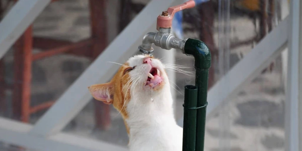 Eine Freigängerkatze versucht etwas Wasser aus einem Tropfenden Wasserhahn zu ergattern.
