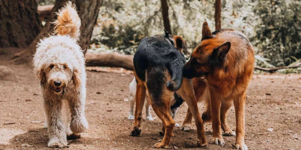 Hunde freilaufend in Hundeauslaufgebiet