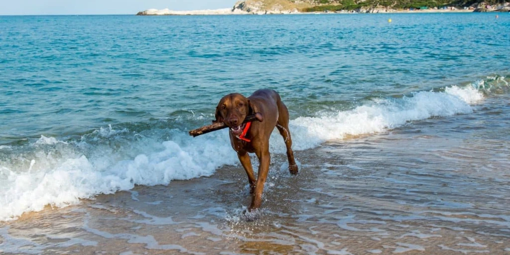 Ein Hund am Meer der seine Beute in dem Fall ein Treibholz aus dem Meer gefischt hat. Hinter ihm das offene Meer und eine leicht versetzte Berg Kulisse.