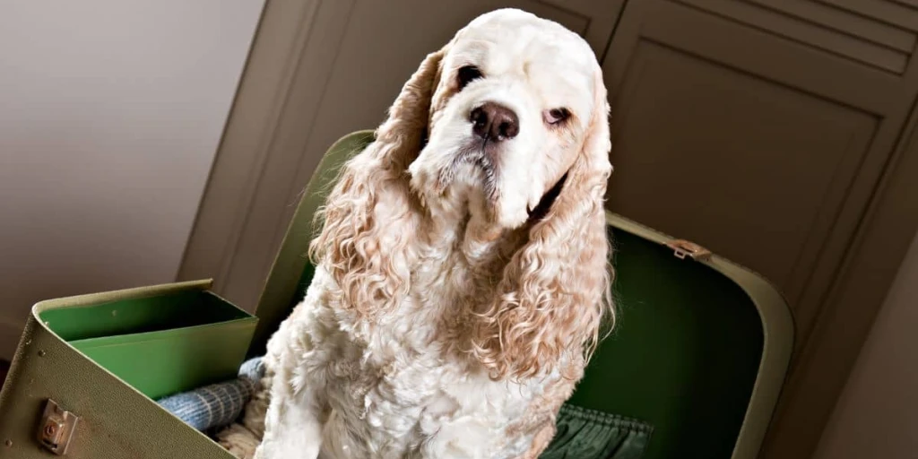 Dieser Hund wird so schnell keine Reise mit dem Auto machen.