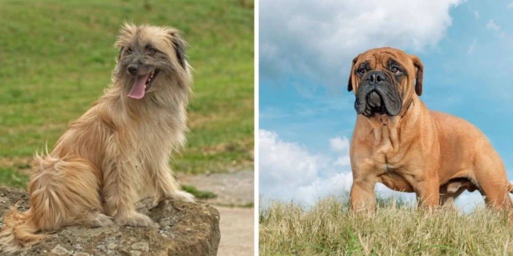 Bild zeigt einen Pyrenäen-Schäferhund und einen Bullmastiff. Beide Hunde schauen fokussiert in die Kamera.