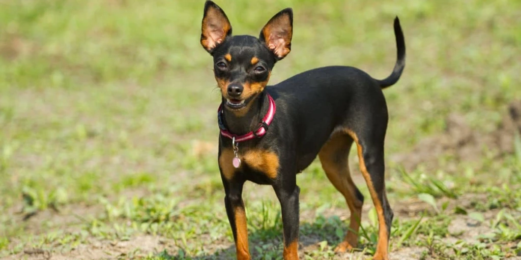 Der Prager Rattler, ist eine kleine, energiegeladene Rasse mit einem mutigen und freundlichen Wesen.