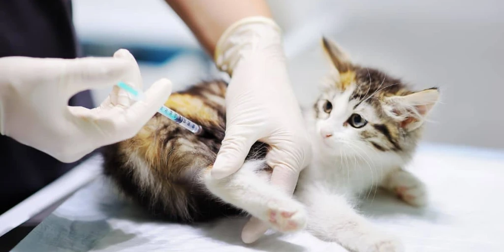 Eine junge gestreifte Katze, mit weiĂem Bauchfell, liegt bei ihrem Tierarzt auf dem Behandlungstisch und bekommt eine Spritze