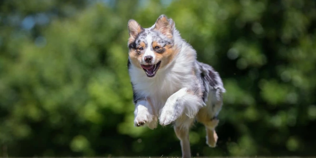 Australian Shepherd Hund rennt über Wiese