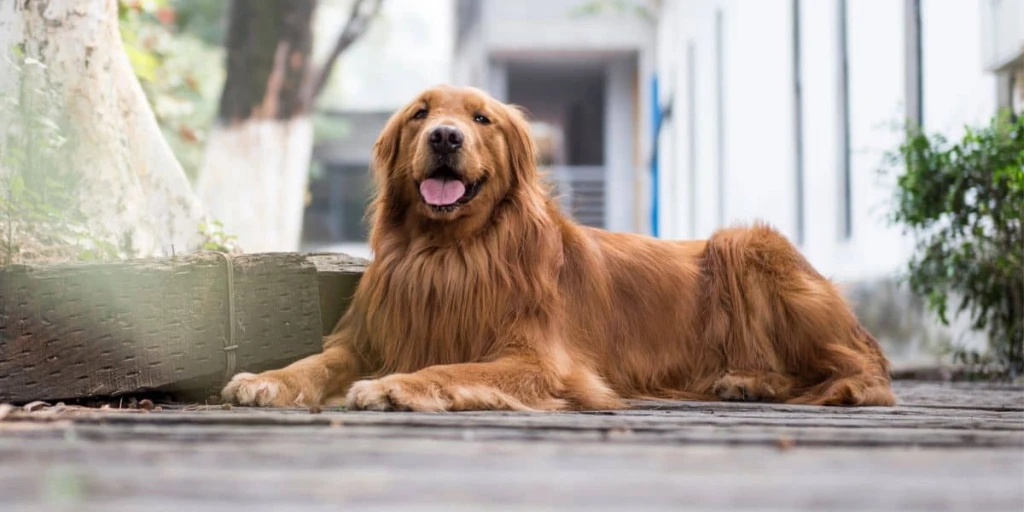 Golden Retriever Hund liegt auf Boden