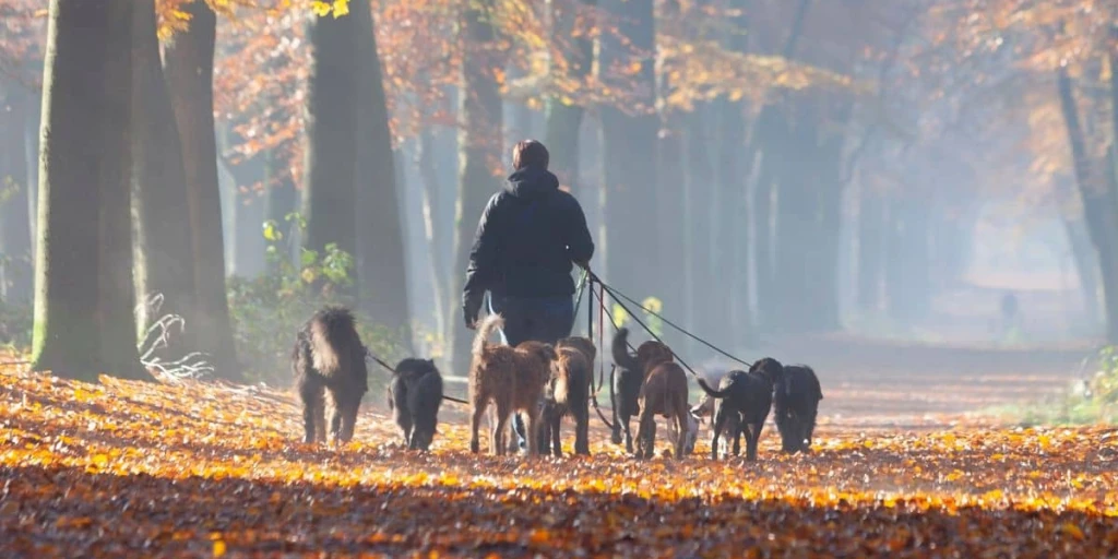 Mensch führt mehrere Hunde an Leine spazieren